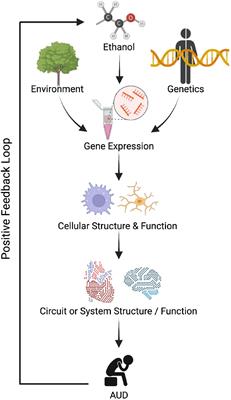 RNA biomarkers for alcohol use disorder